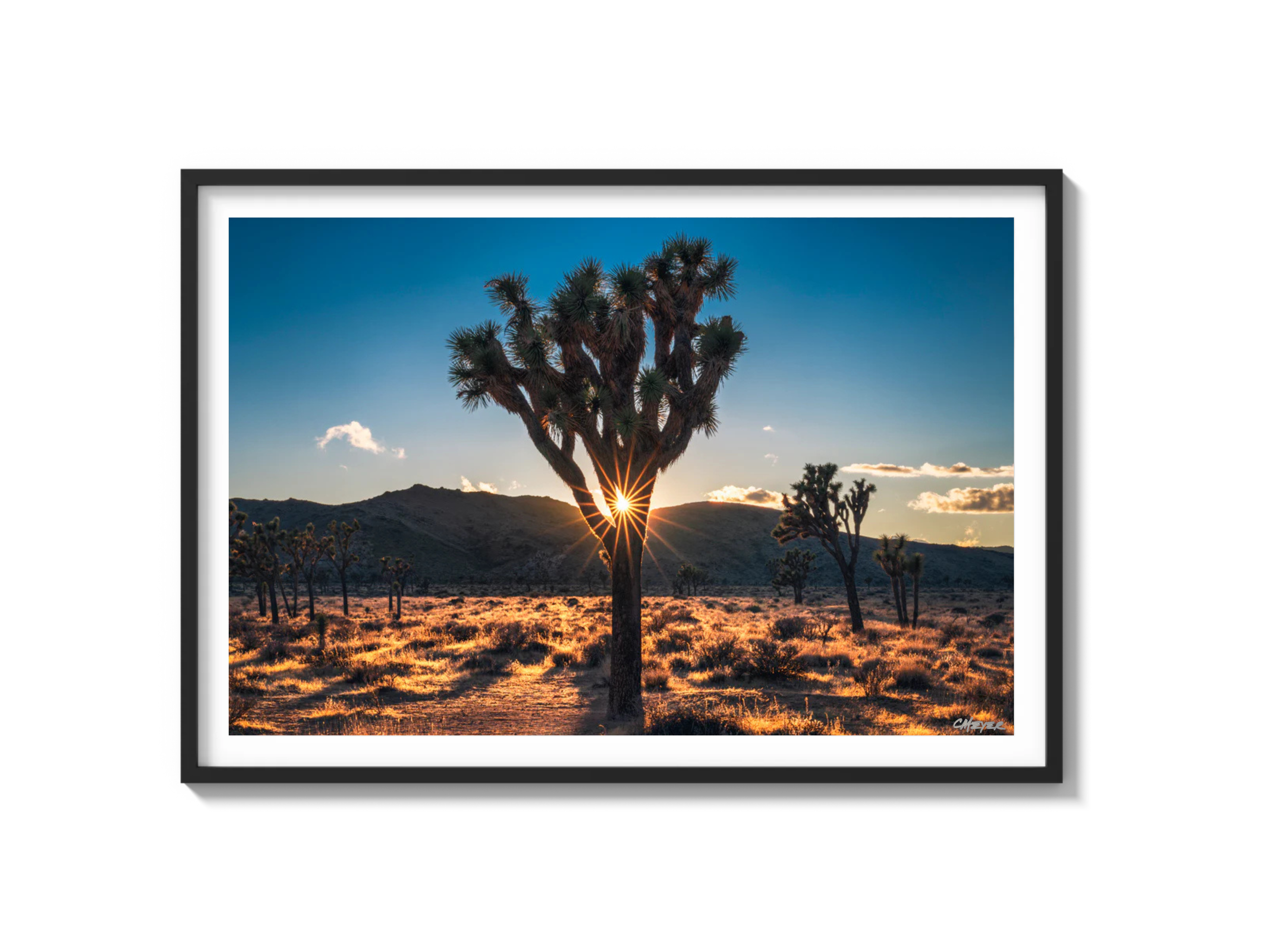 Joshua Tree