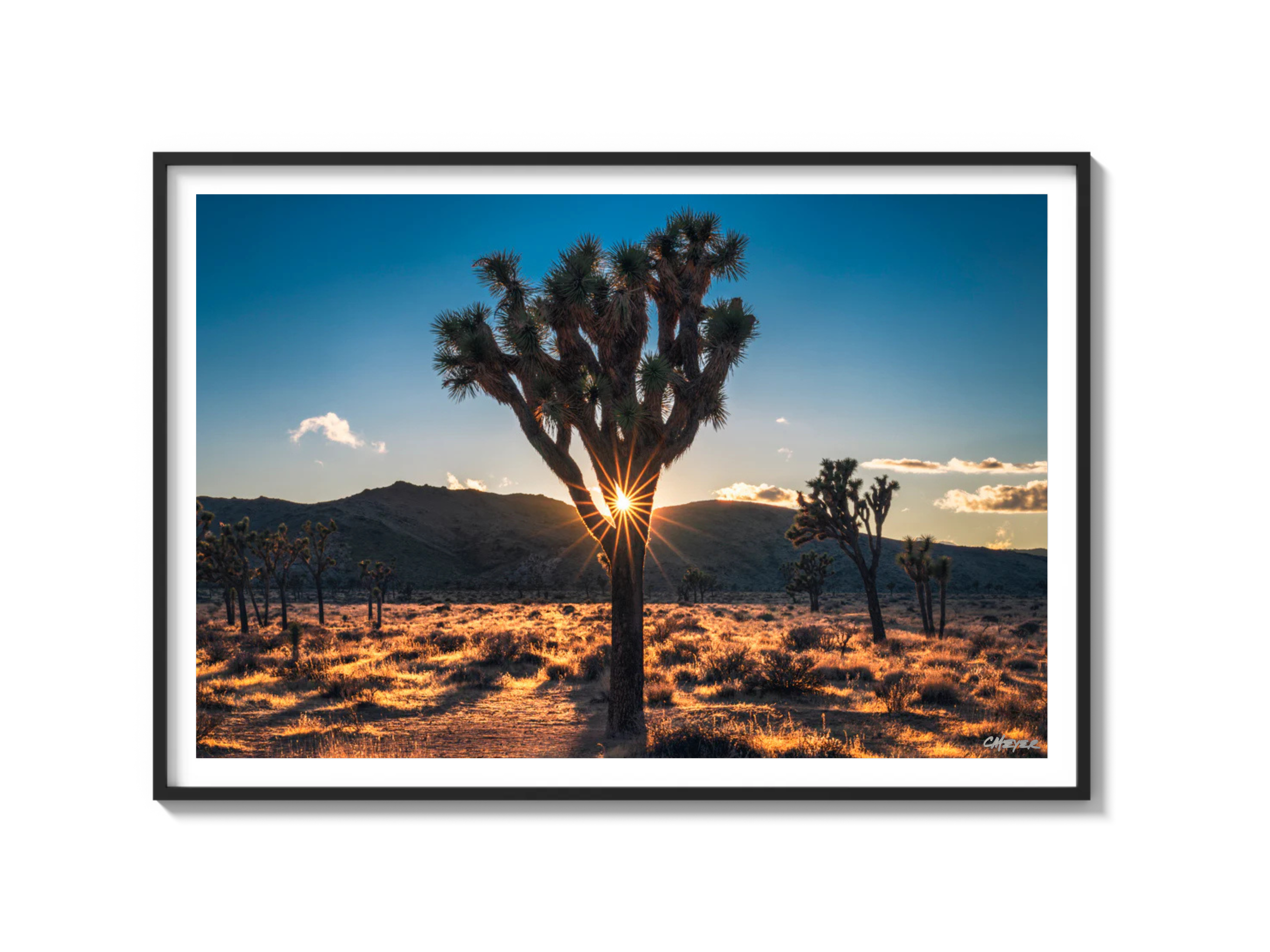 Joshua Tree