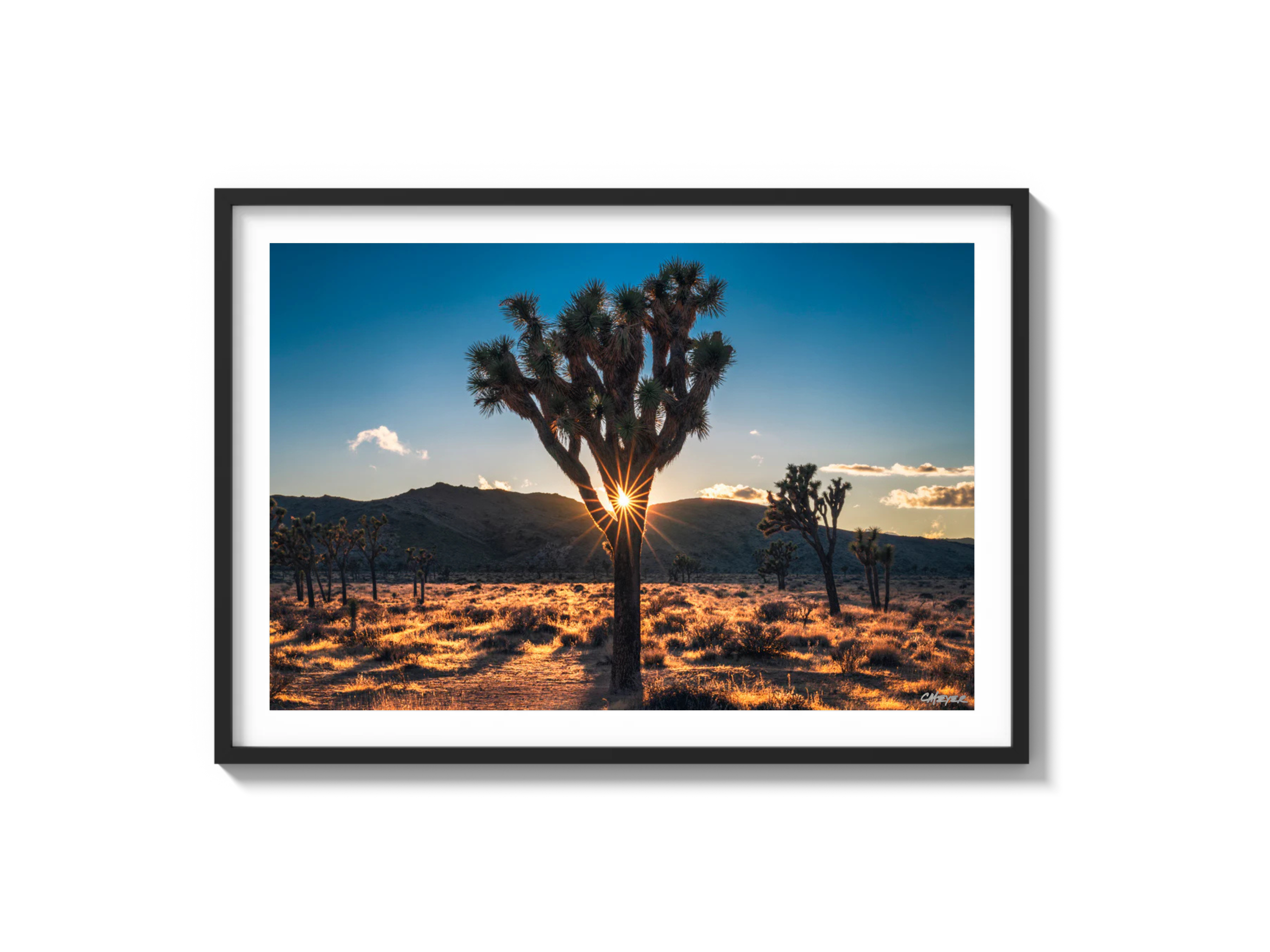 Joshua Tree