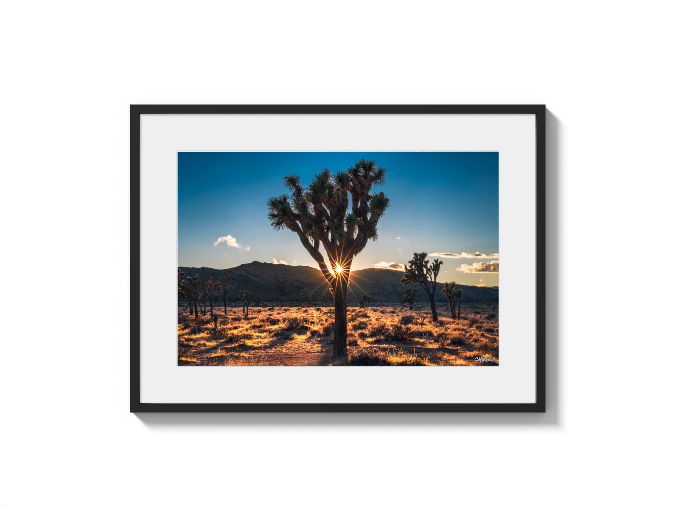 Joshua Tree