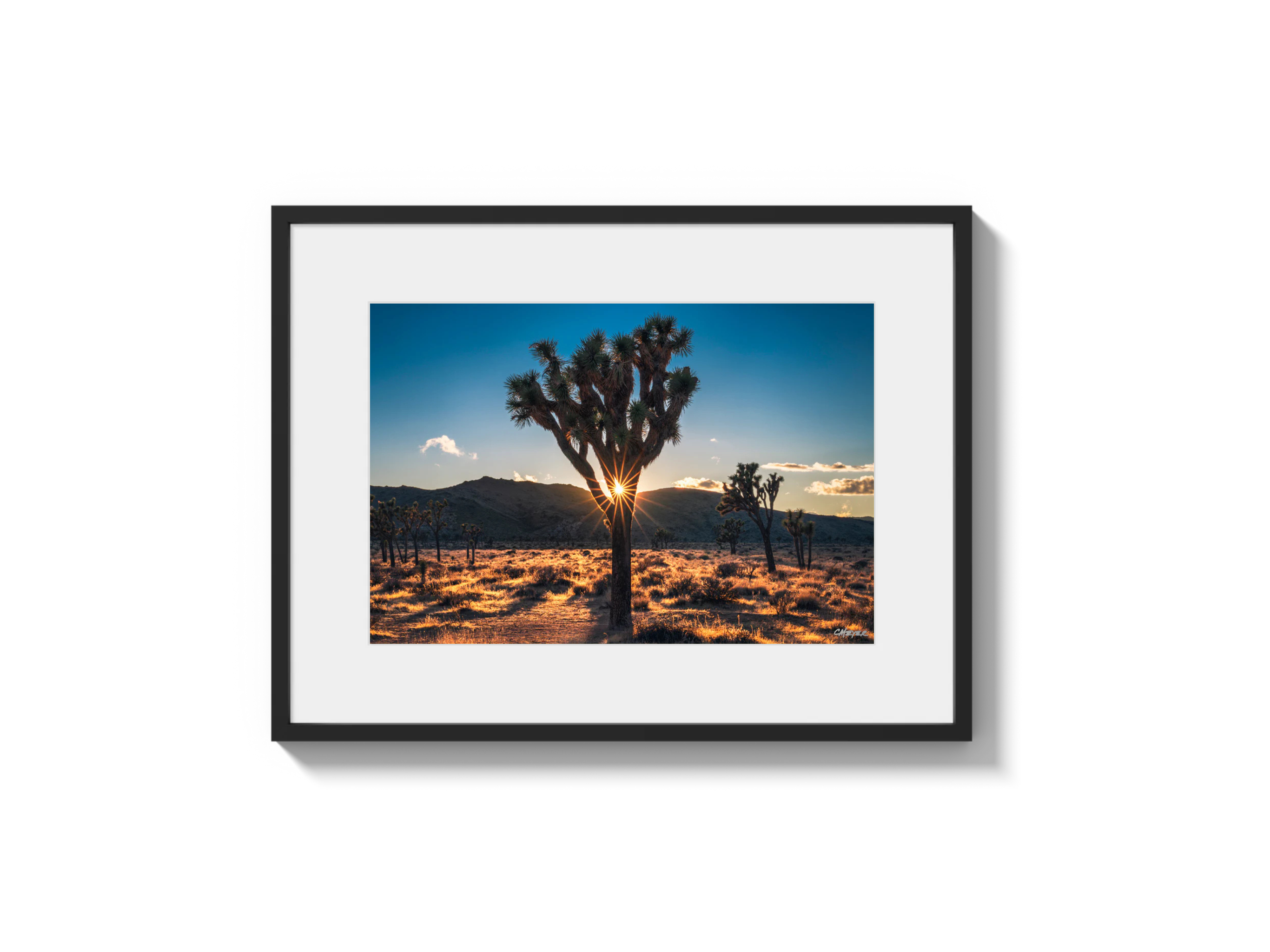 Joshua Tree