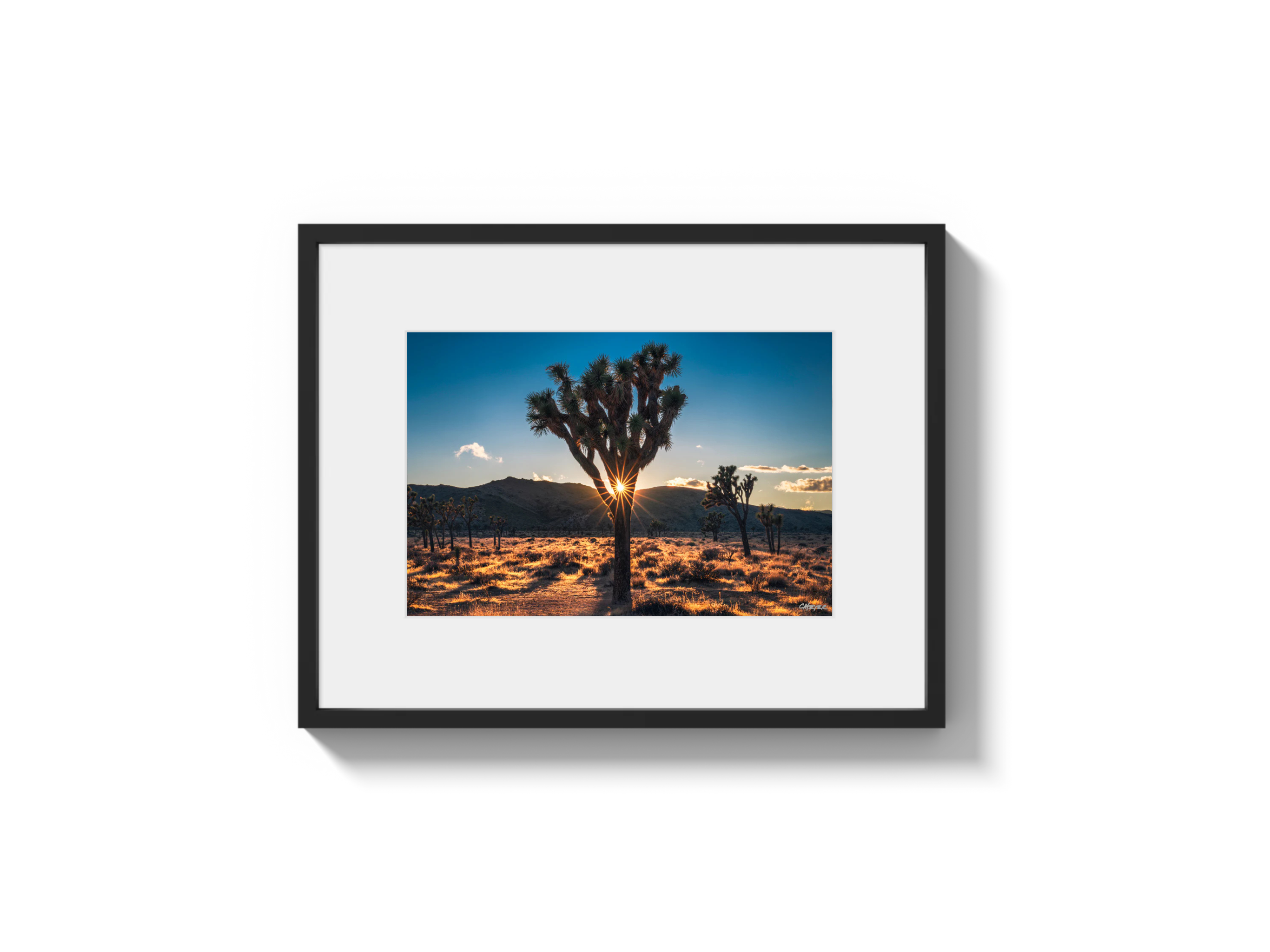 Joshua Tree
