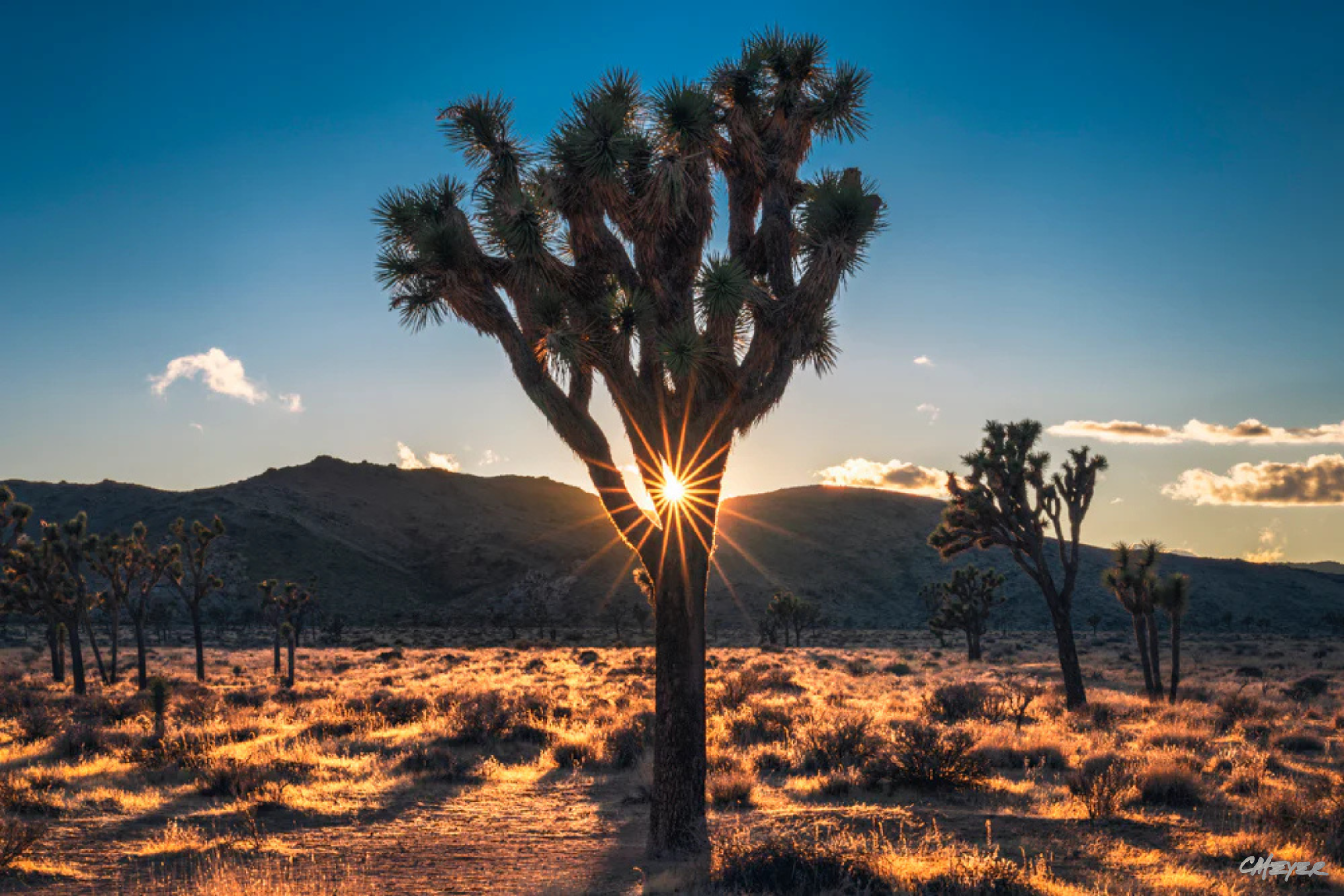 Joshua Tree