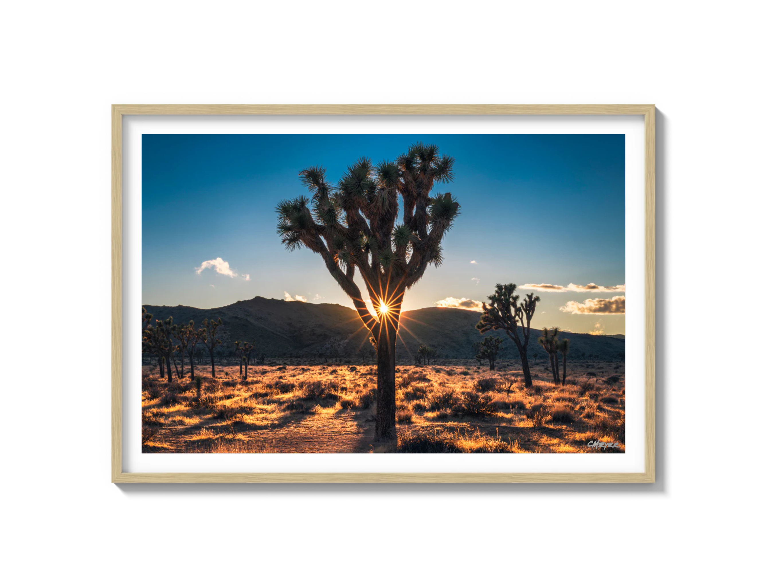 Joshua Tree