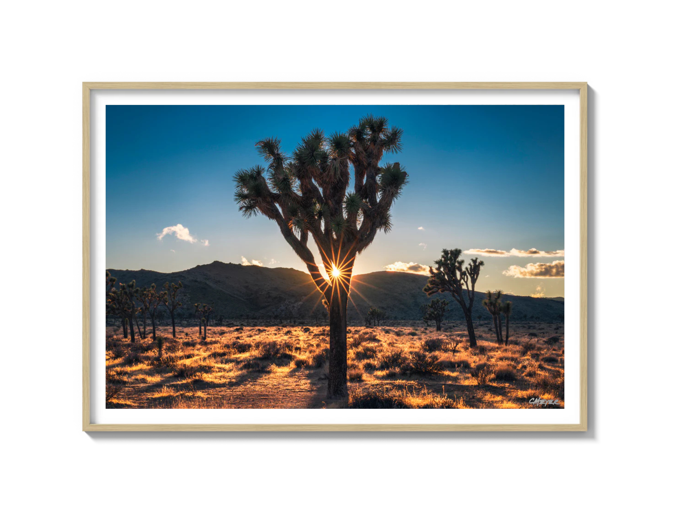 Joshua Tree