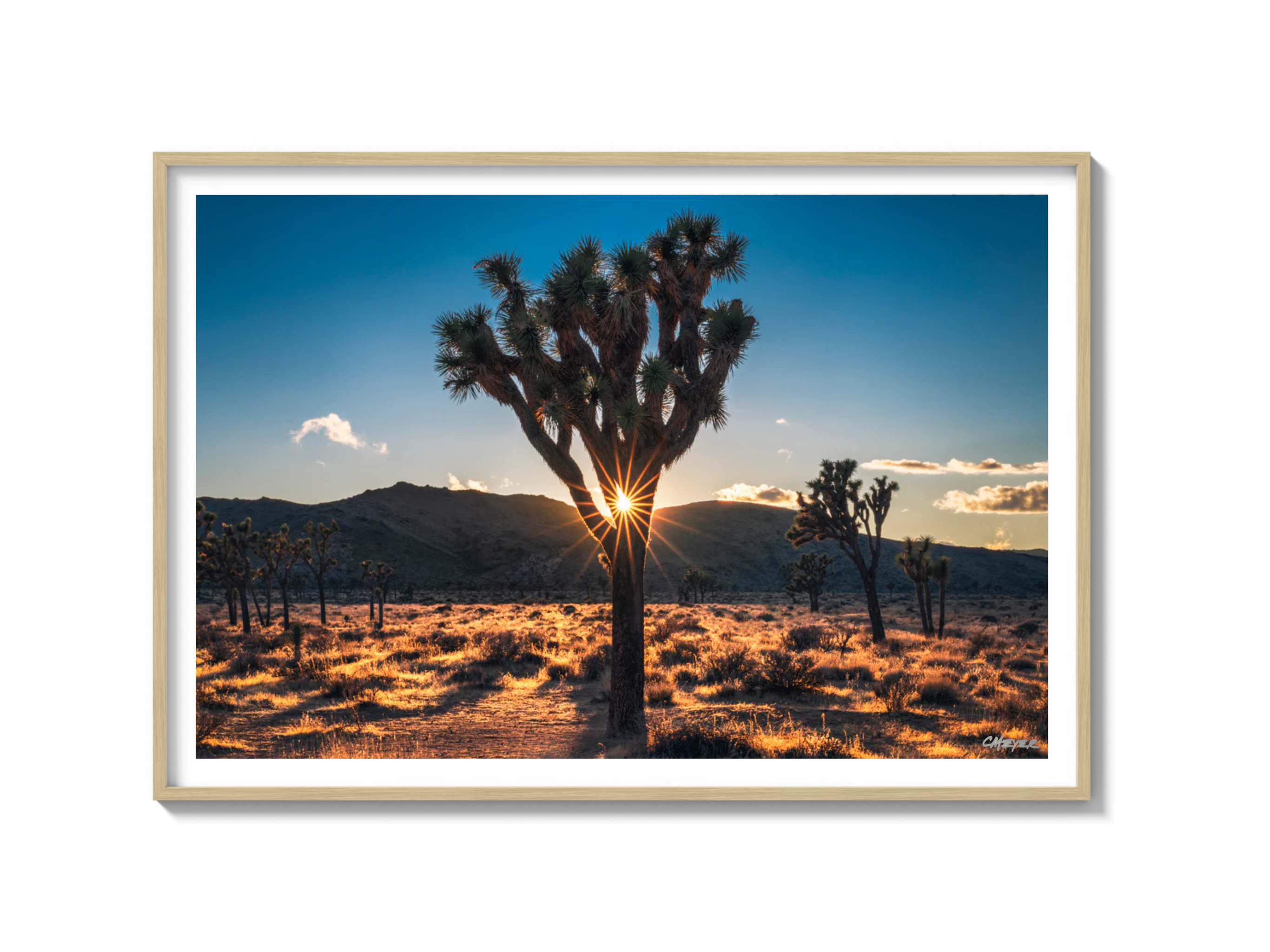 Joshua Tree