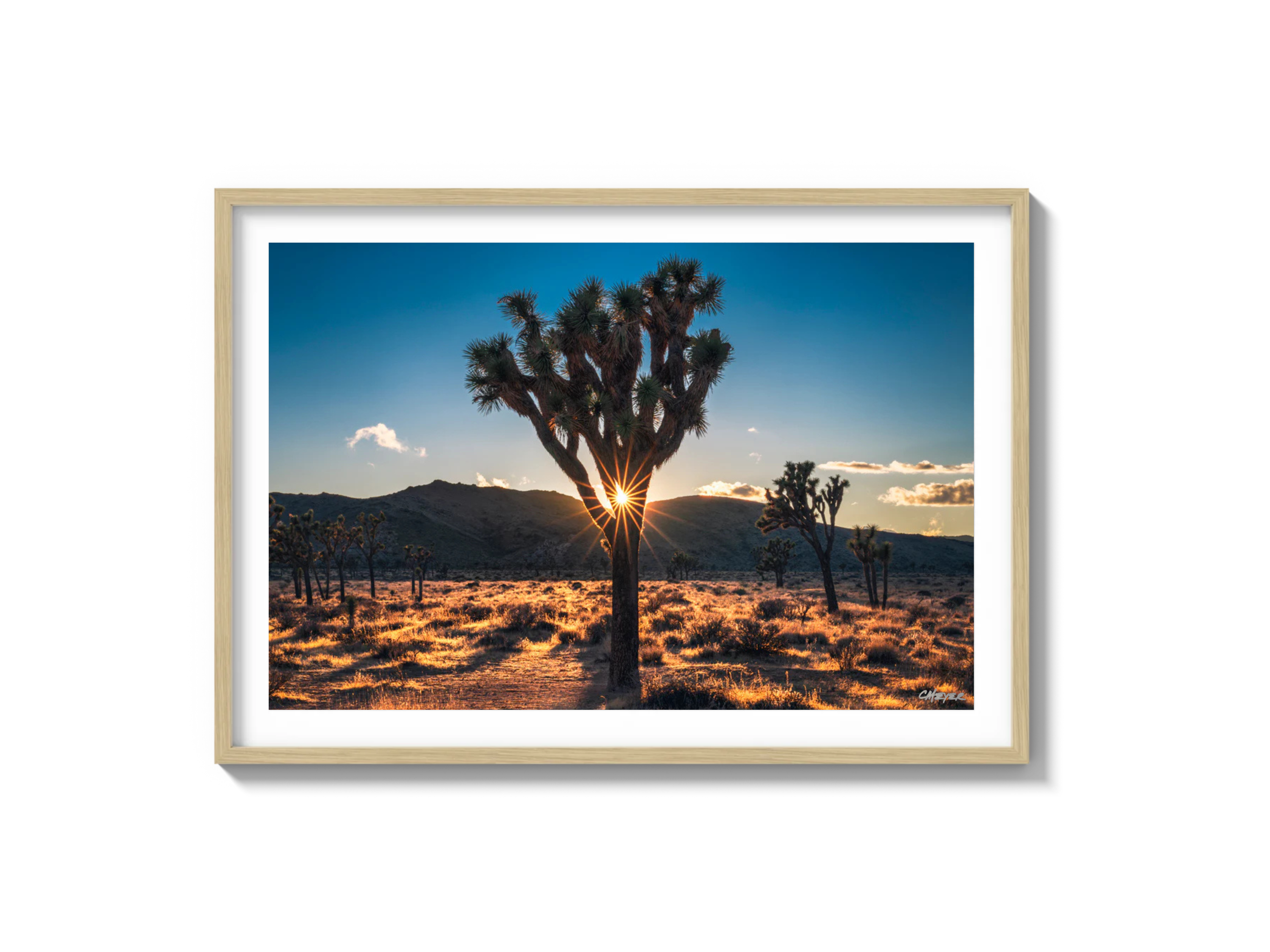 Joshua Tree