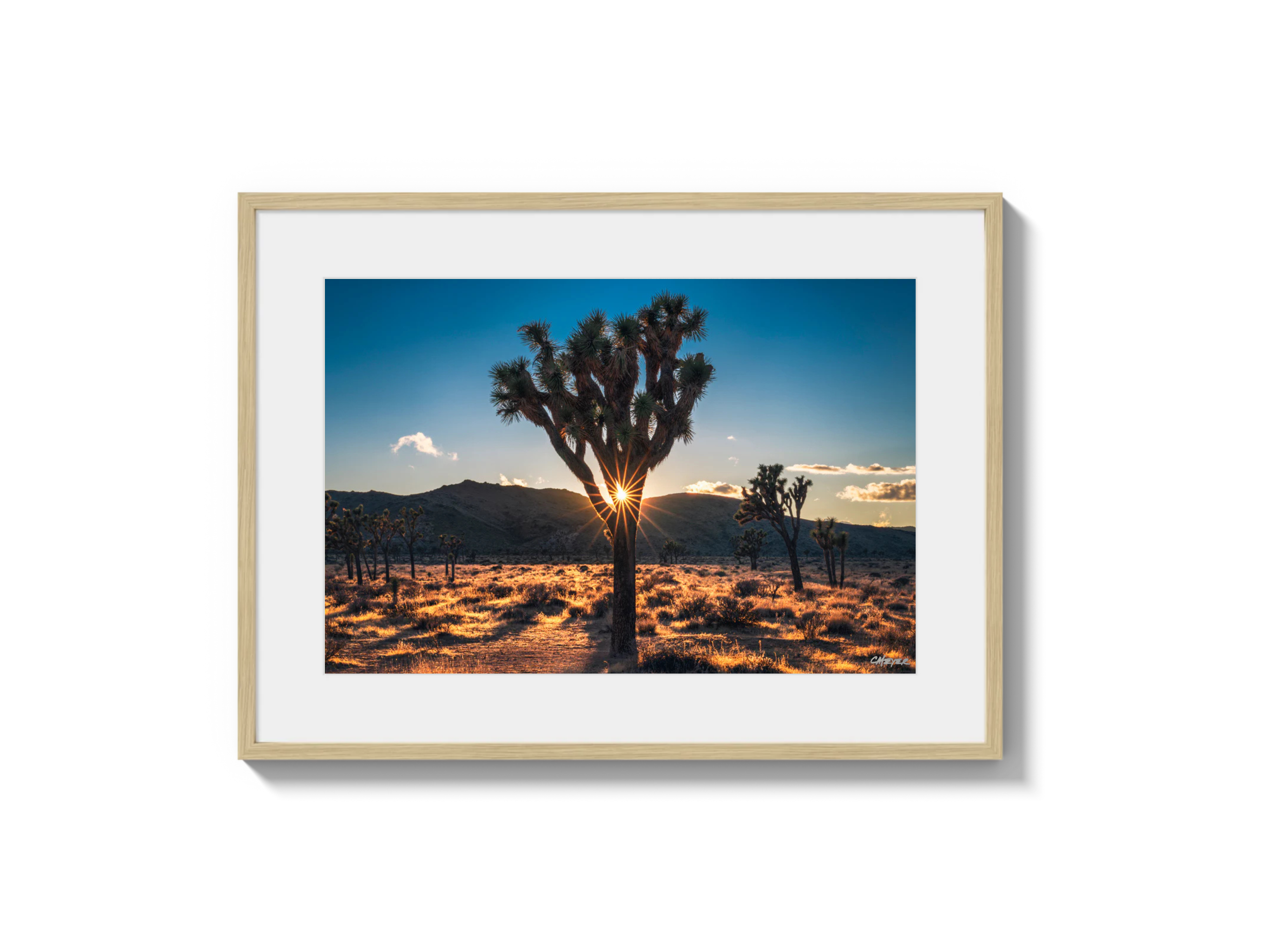 Joshua Tree