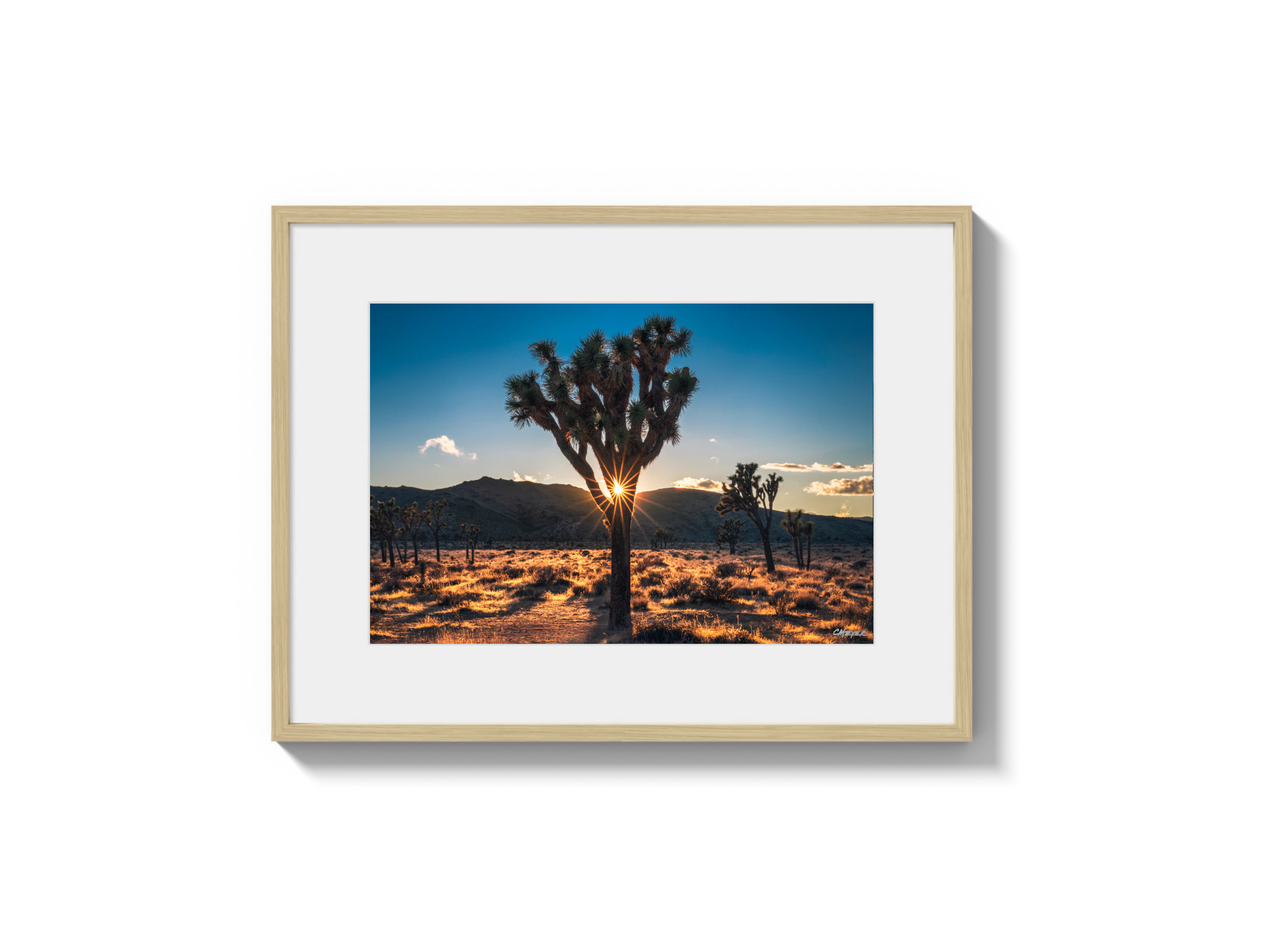 Joshua Tree