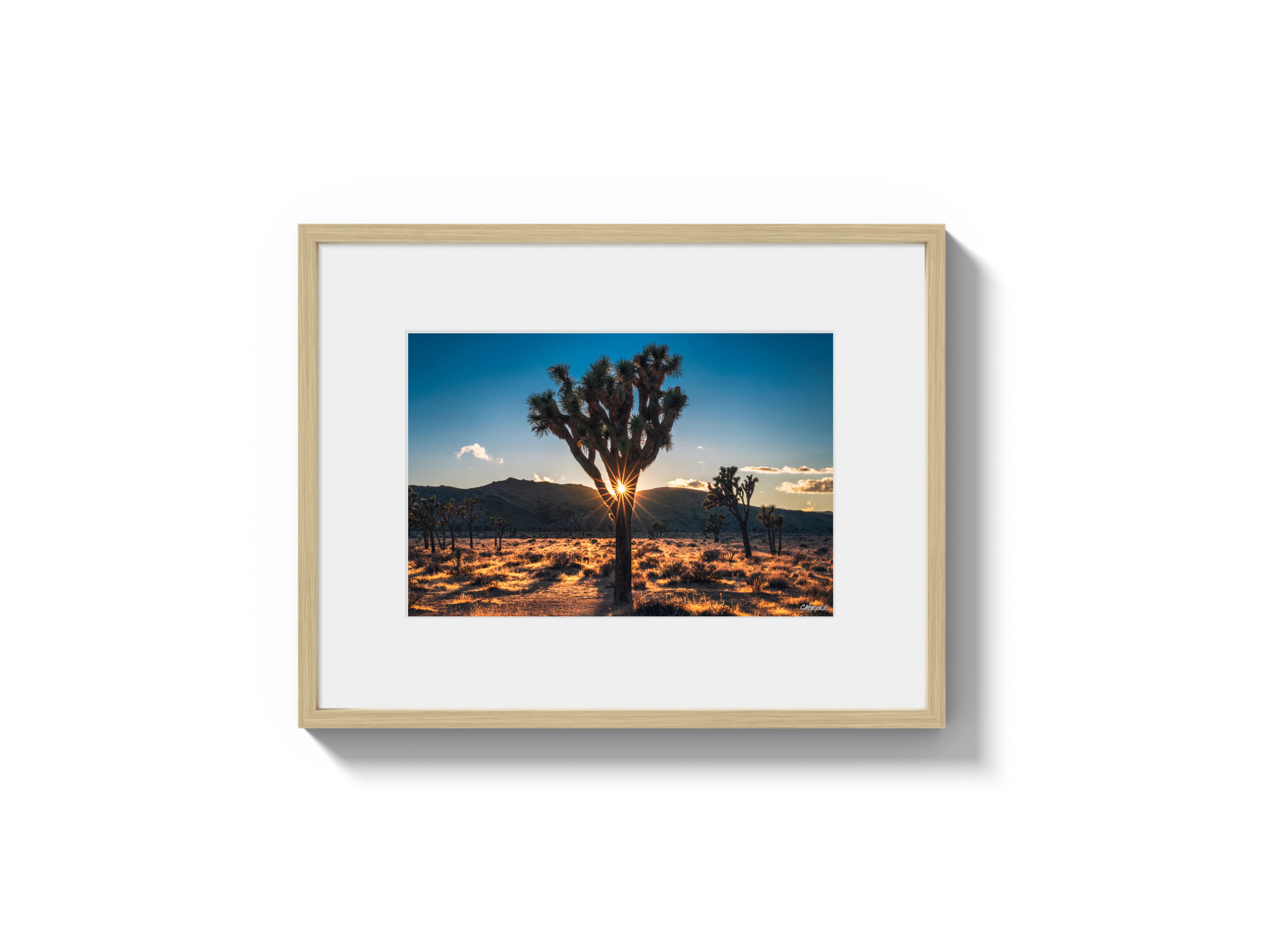 Joshua Tree