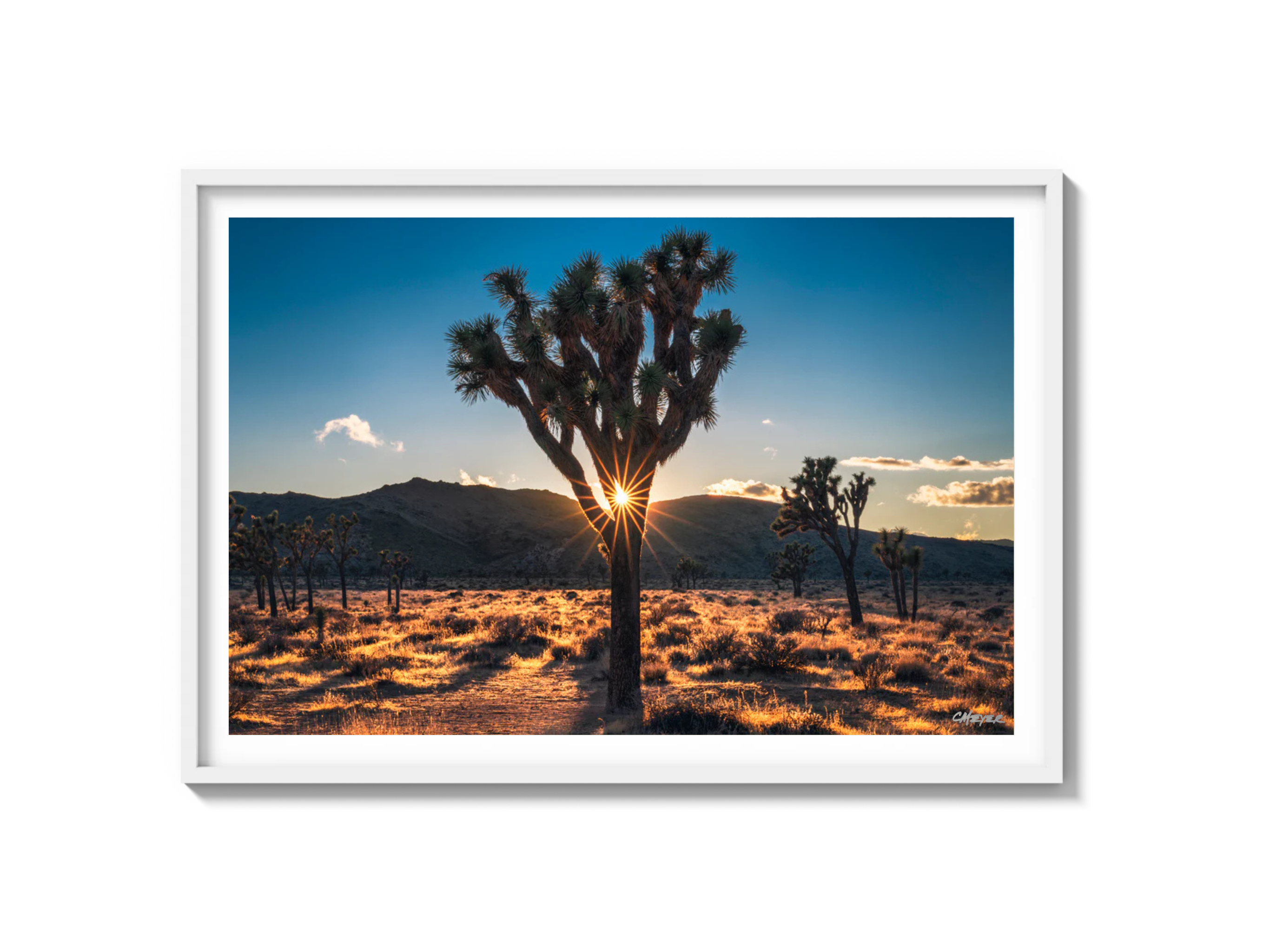 Joshua Tree