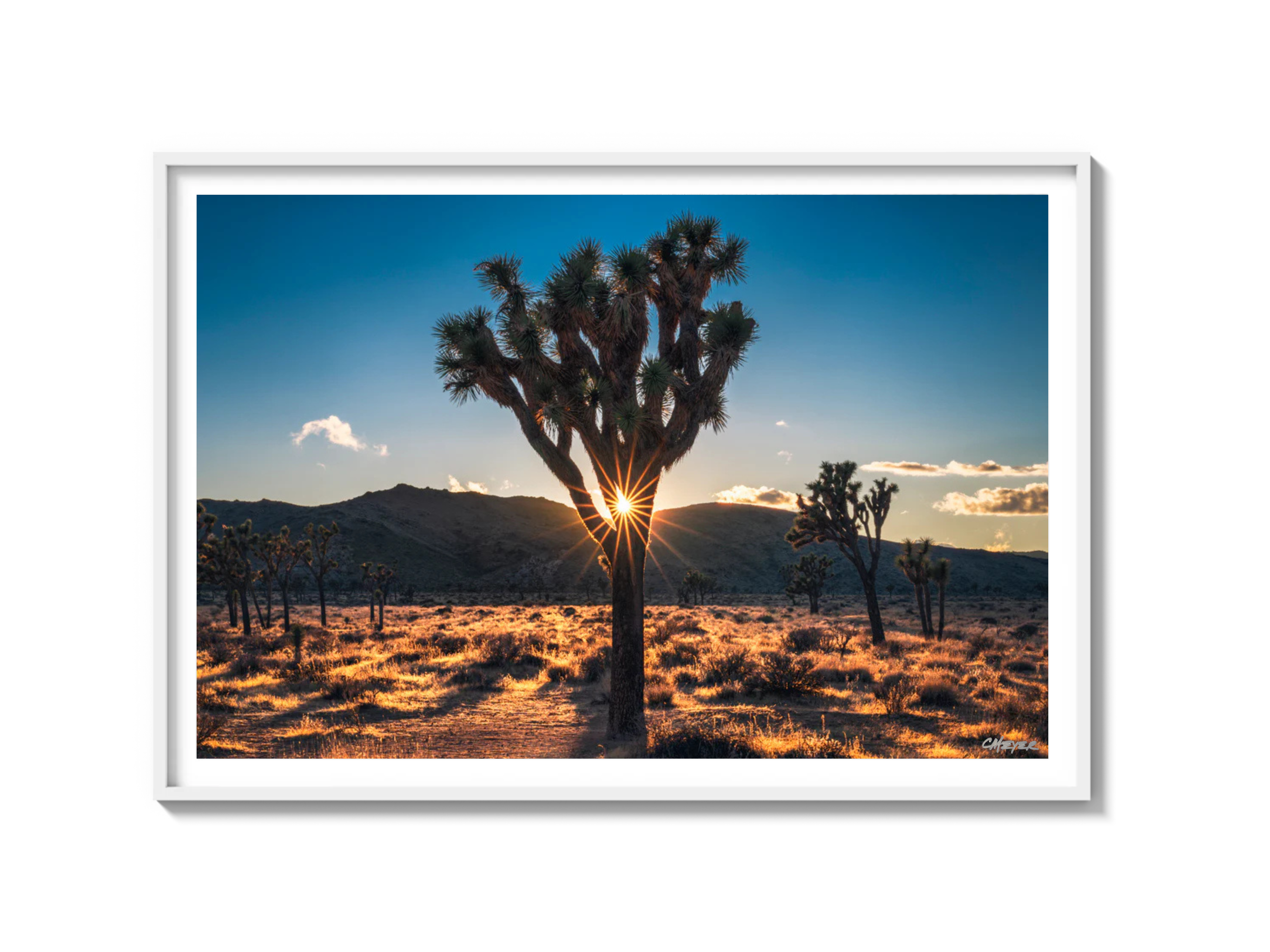 Joshua Tree