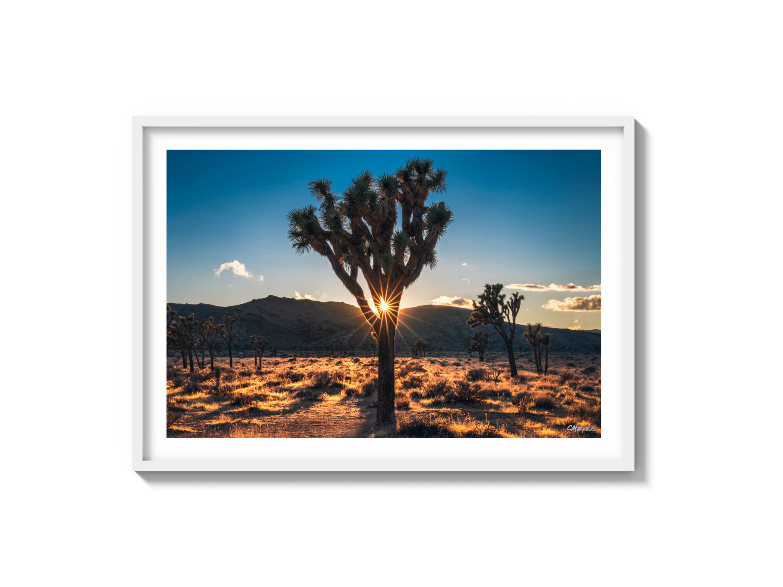 Joshua Tree