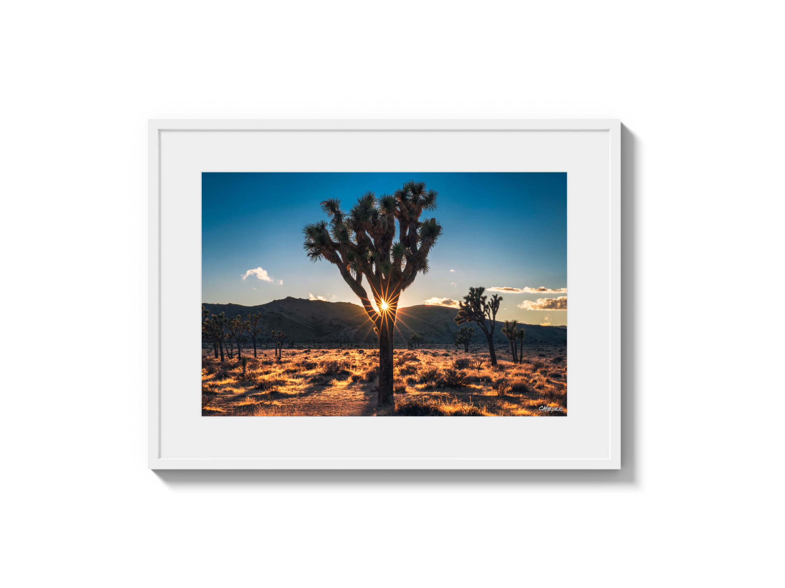Joshua Tree