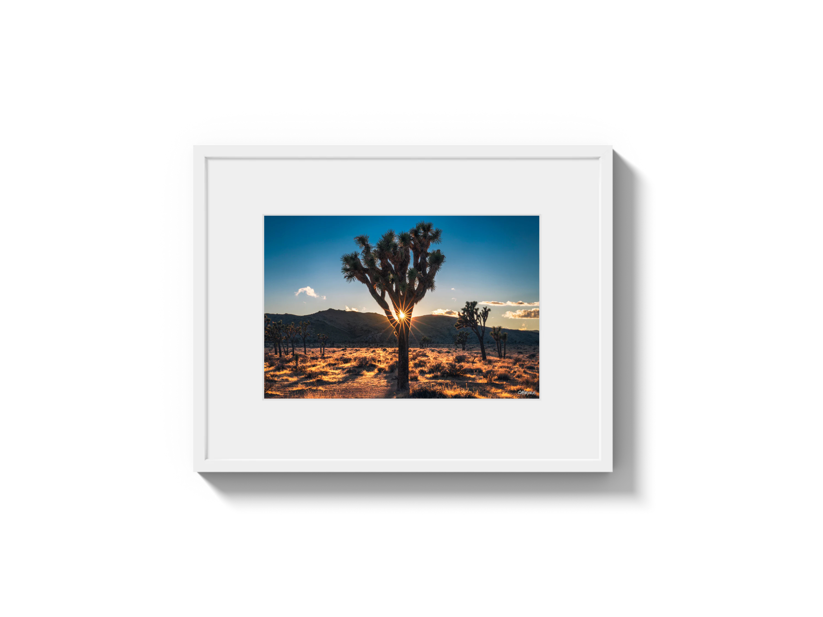 Joshua Tree