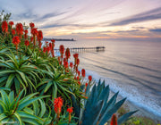 Aloe Garden Sunset