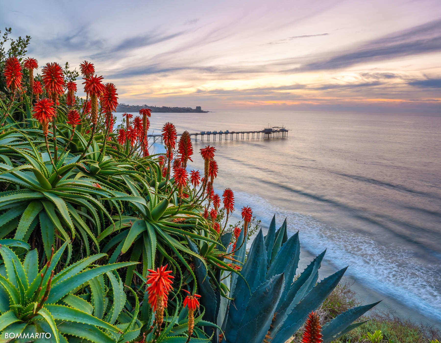 Aloe Garden Sunset