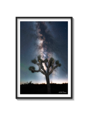 Joshua Tree