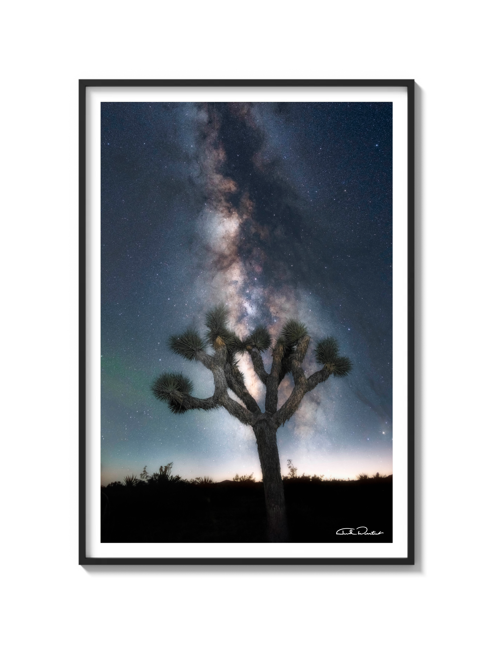 Joshua Tree