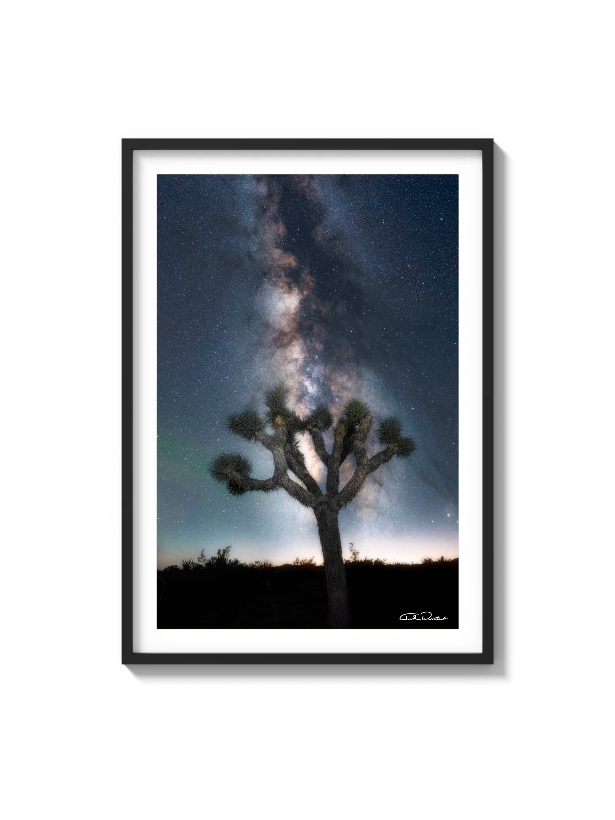 Joshua Tree