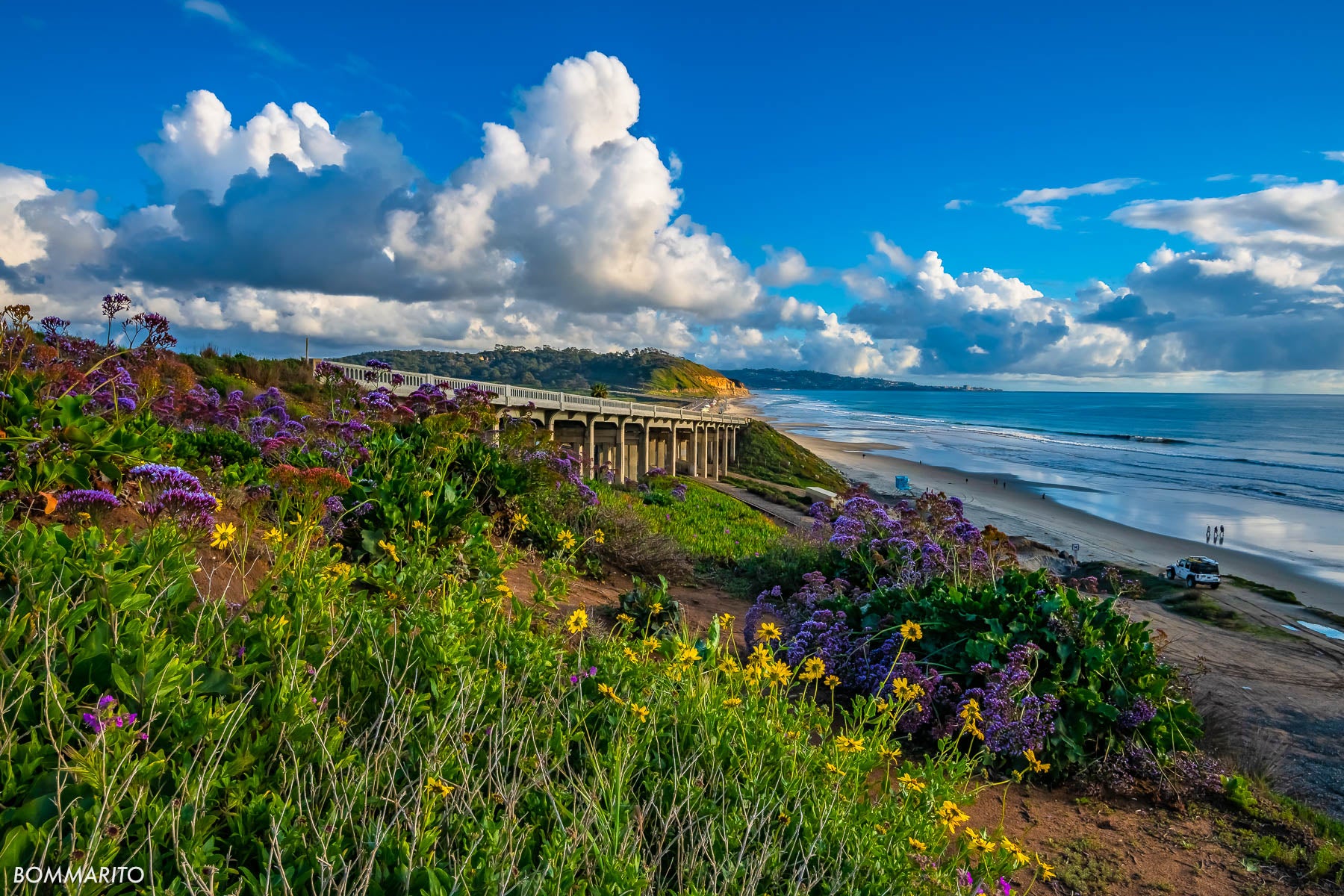 Coastal Flowers – La Jolla