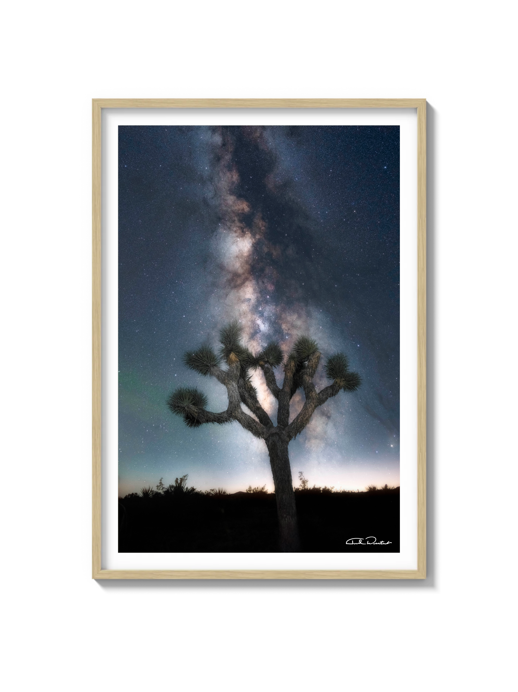 Joshua Tree