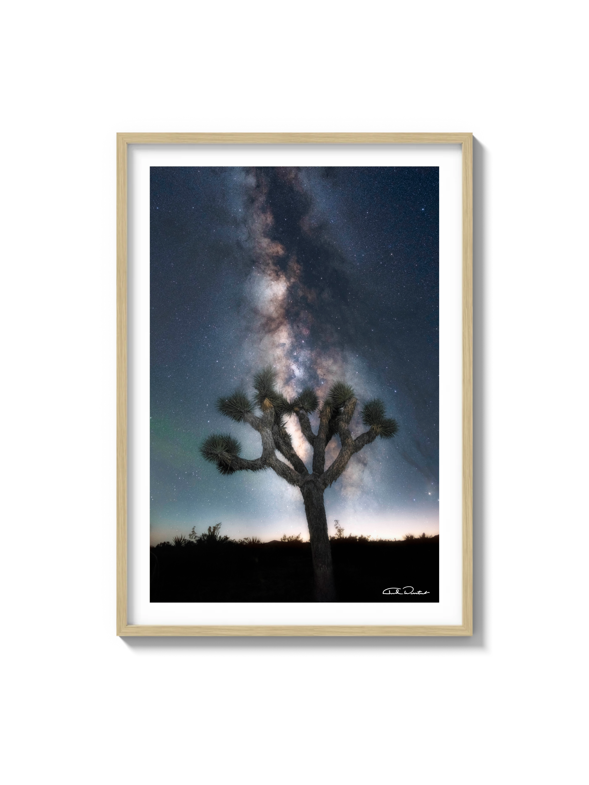 Joshua Tree