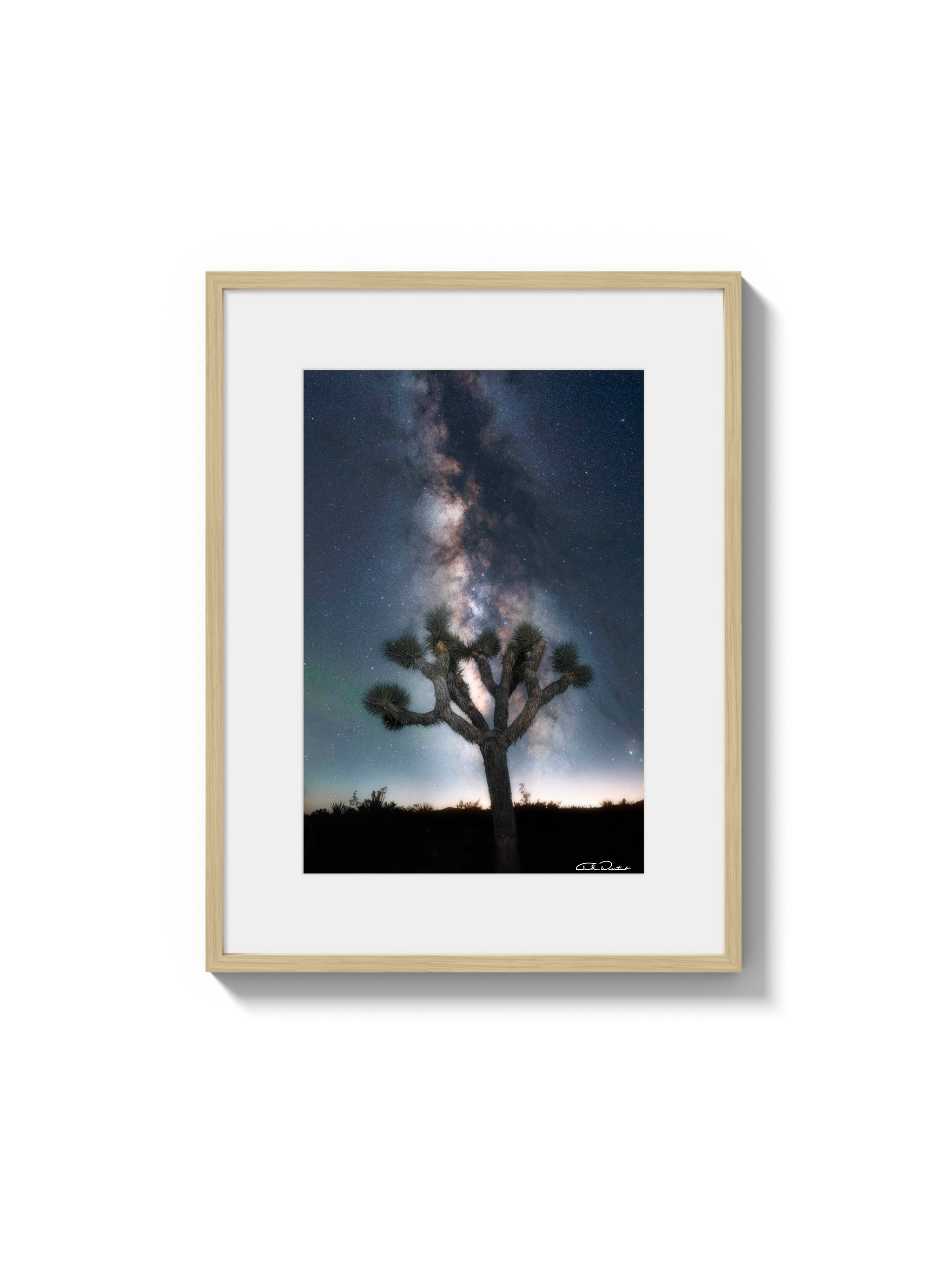 Joshua Tree