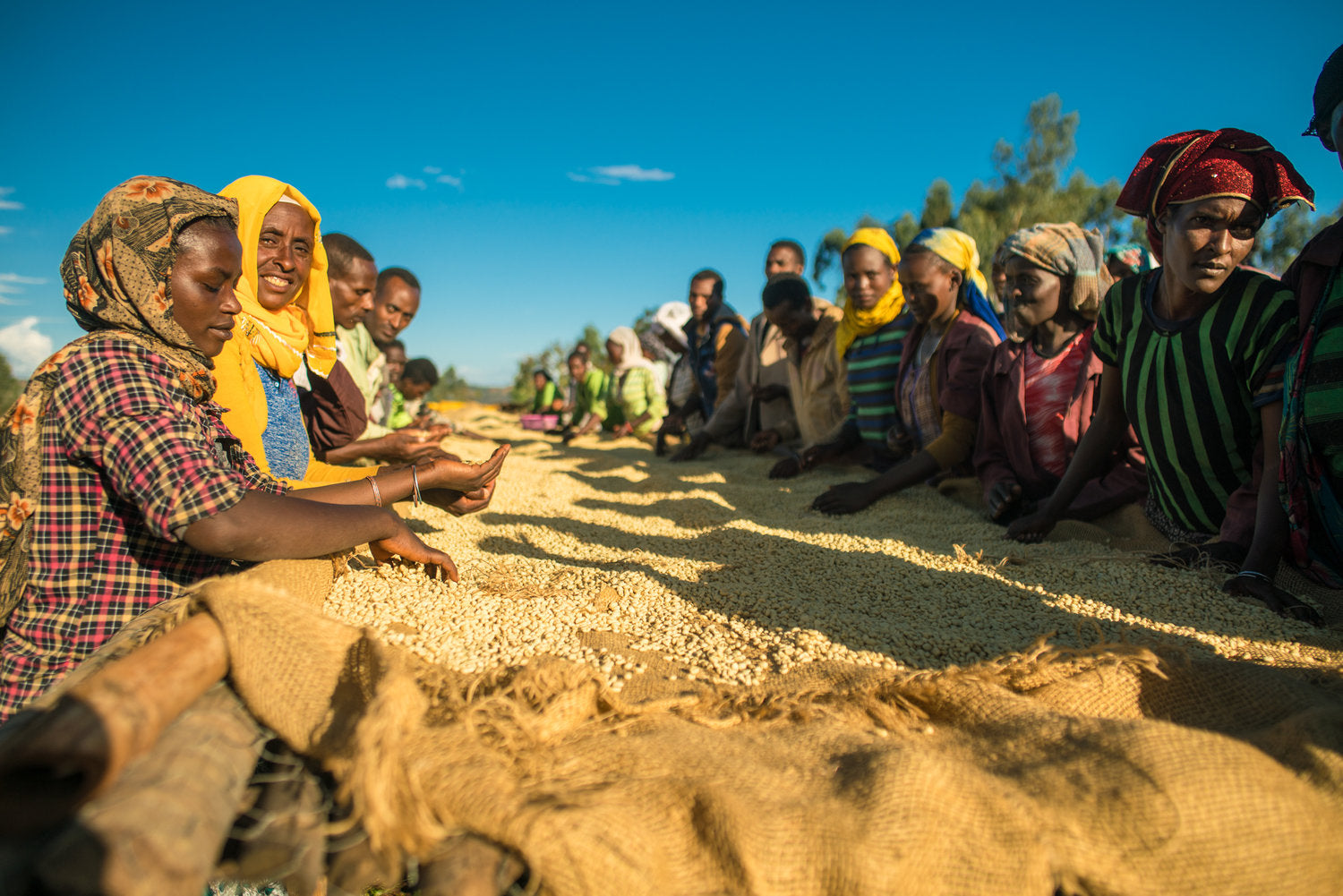 Load video: Dark Horse Coffee Roasters Ethiopia Trip