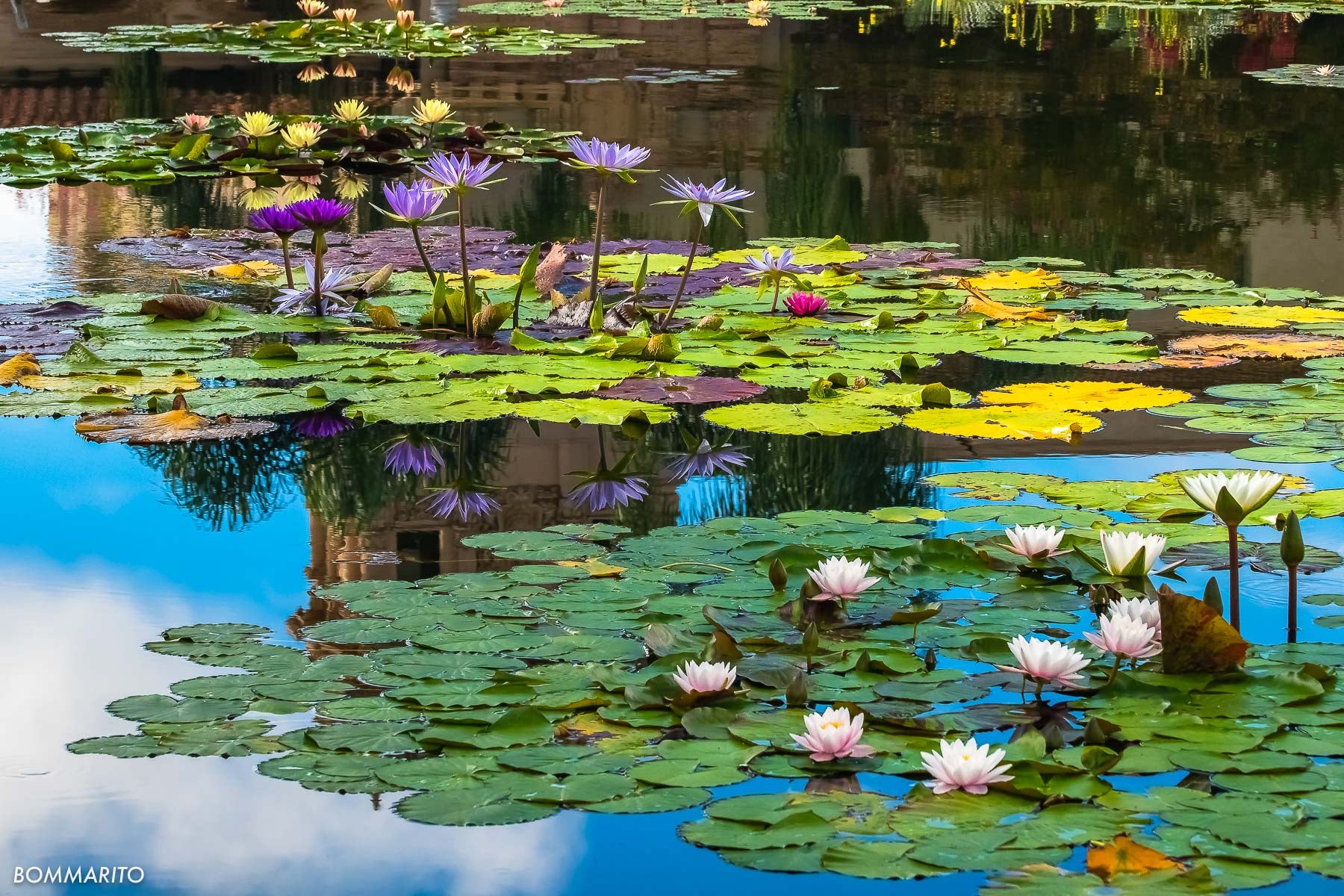 The Lily Pond