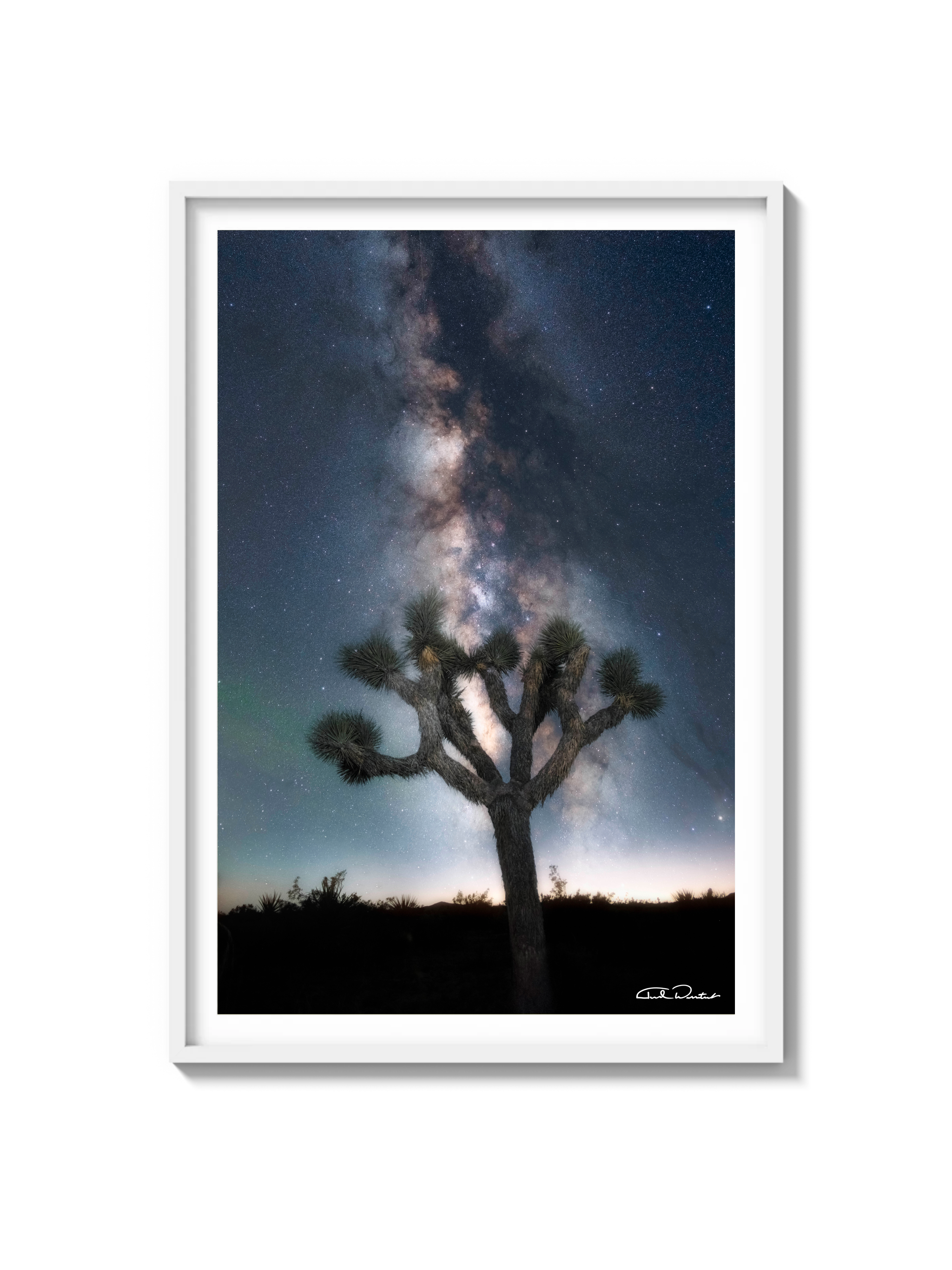 Joshua Tree