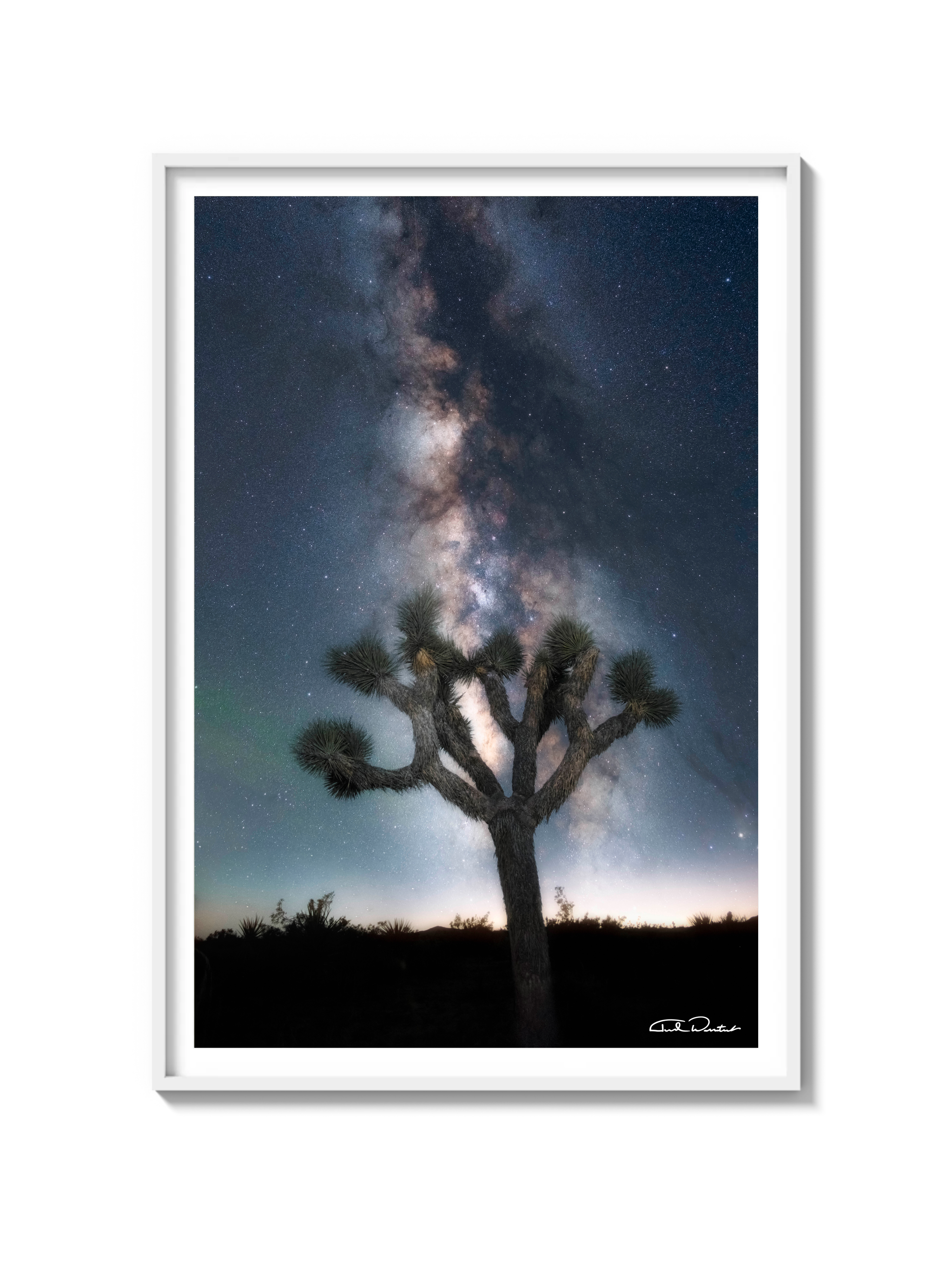 Joshua Tree