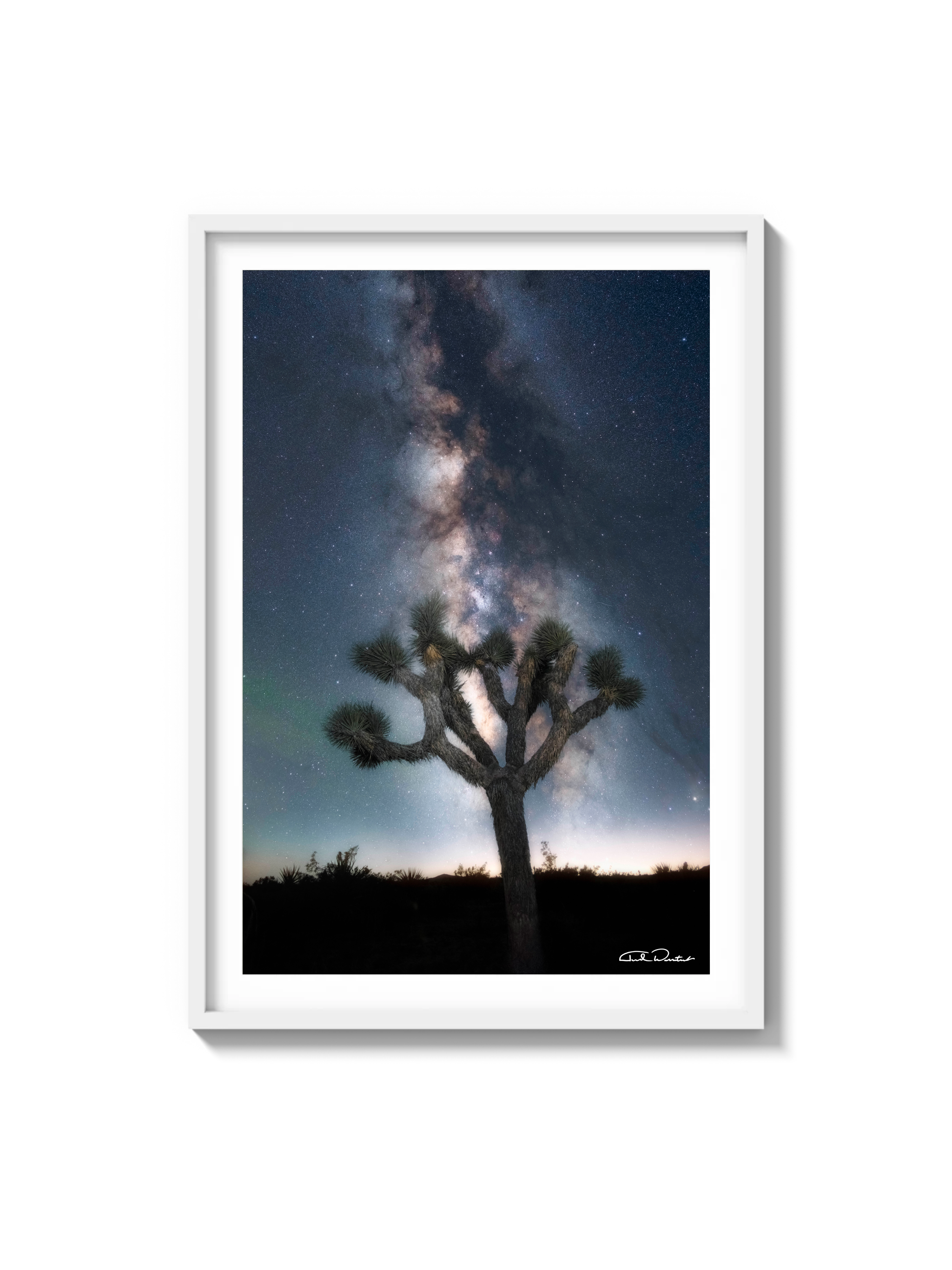 Joshua Tree