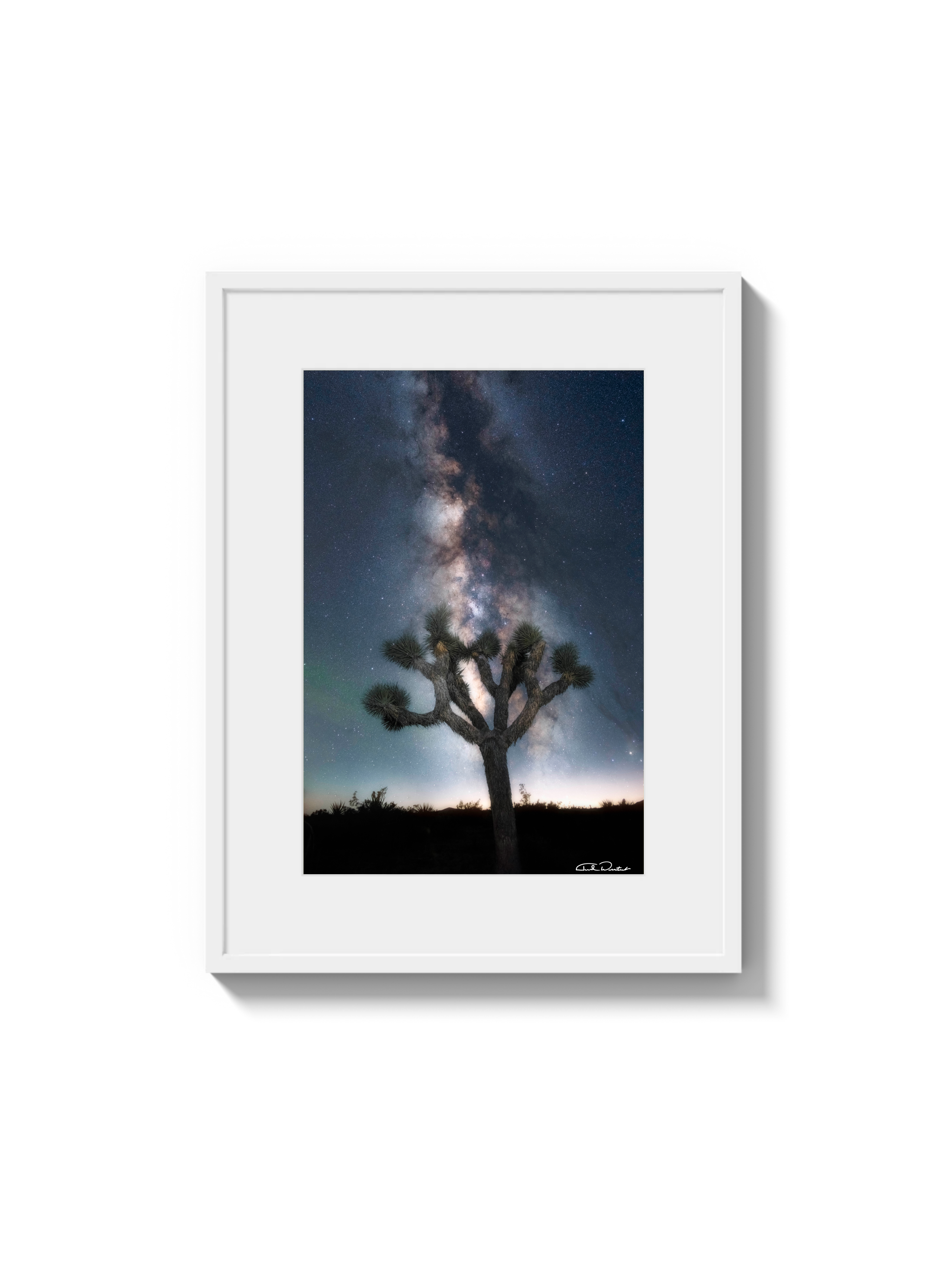 Joshua Tree