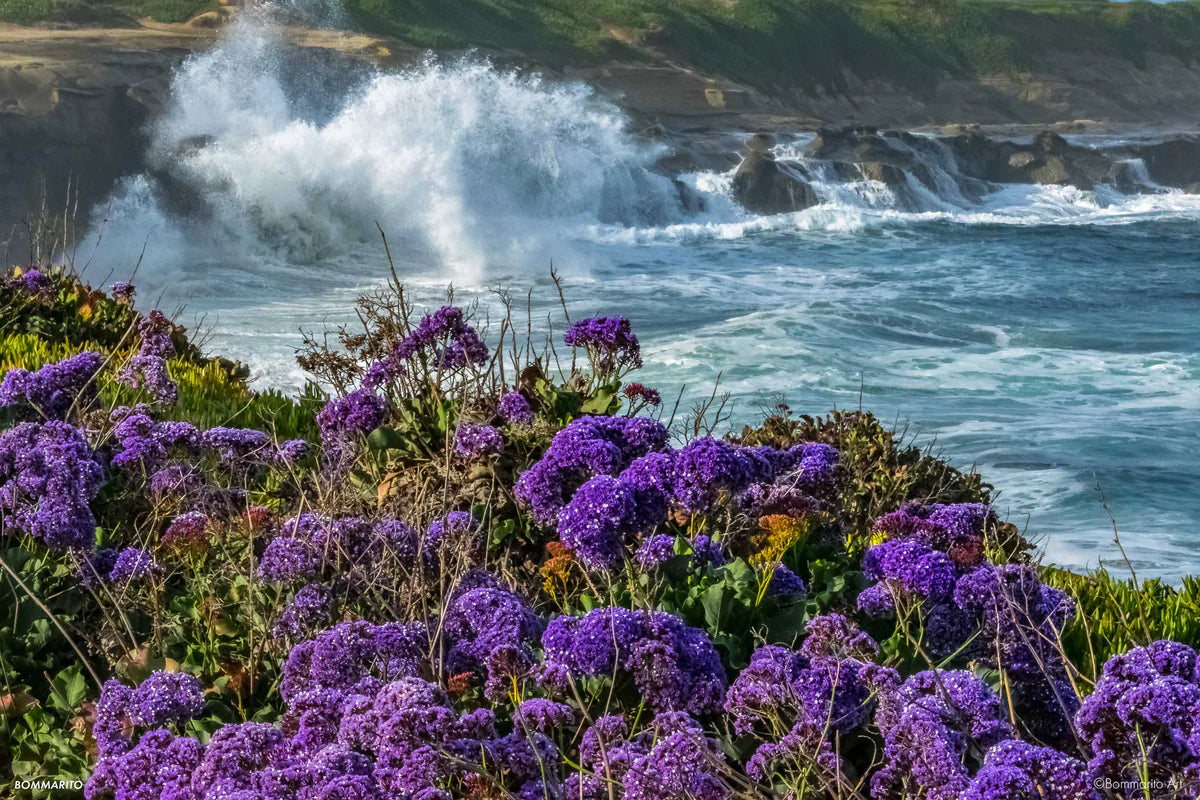 lavender and la jolla wave fine art photography print