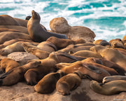 La Jolla Sea lions fine art photography print